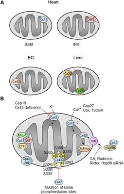 Connexin 43 in Mitochondria: What Do We Really Know About Its Function?